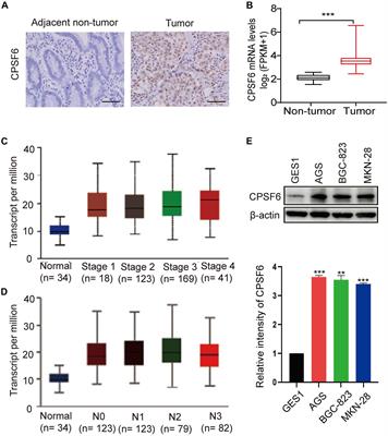 Suppression of CPSF6 Enhances Apoptosis Through Alternative Polyadenylation-Mediated Shortening of the VHL 3′UTR in Gastric Cancer Cells